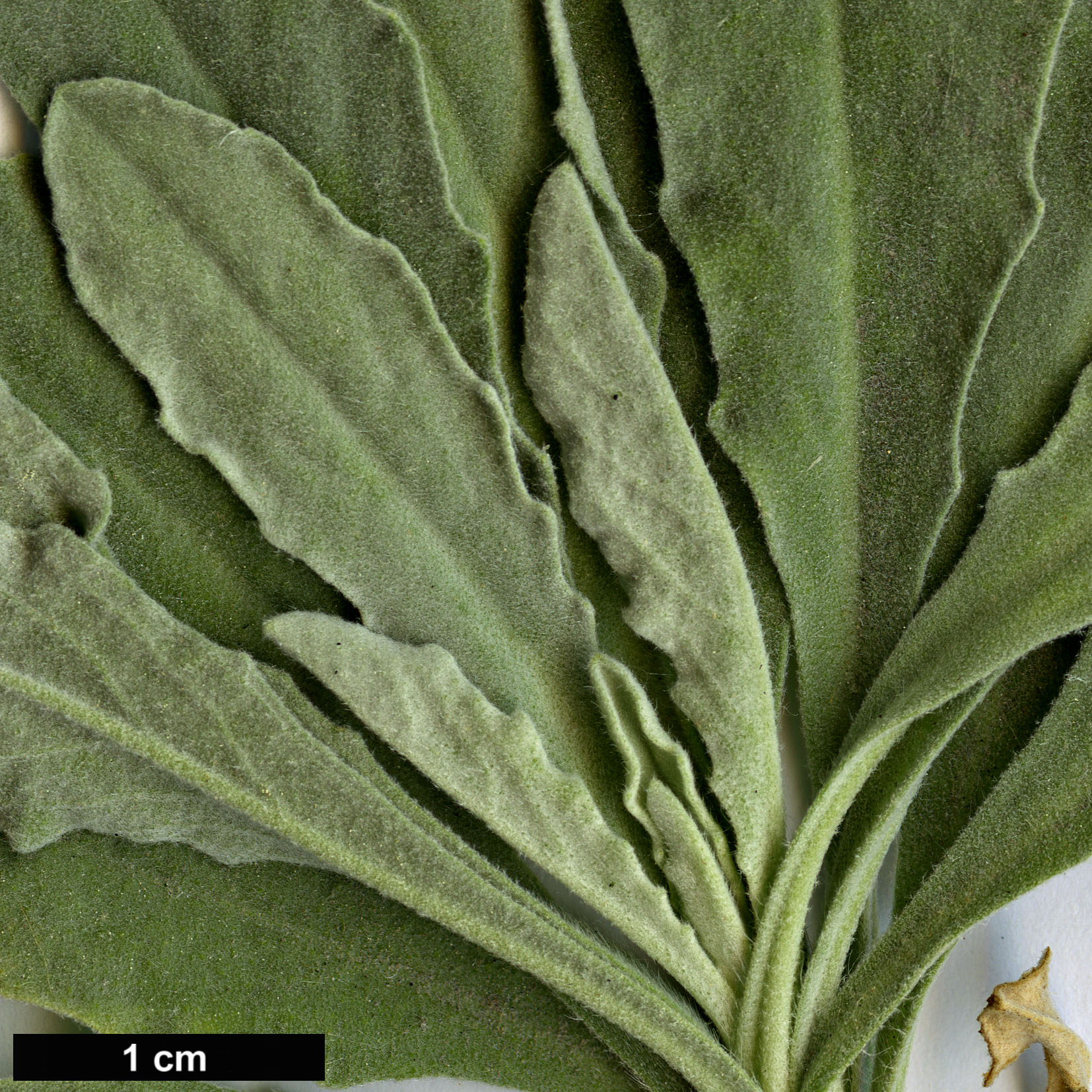 High resolution image: Family: Brassicaceae - Genus: Aurinia - Taxon: saxatilis